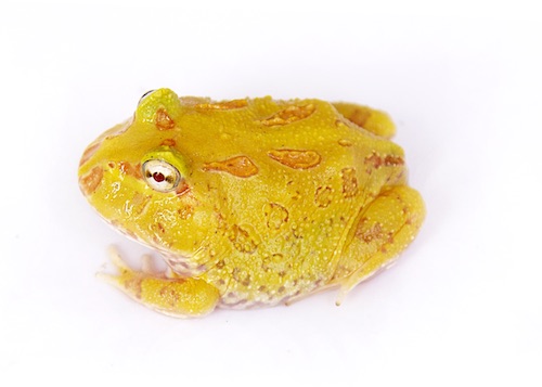 Albino Pacman Frog For Sale