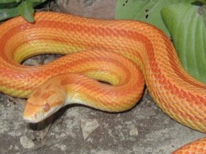 Albino Striped Corn Snake for Sale