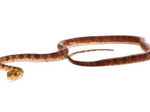 Amazon Tree Boa for Sale