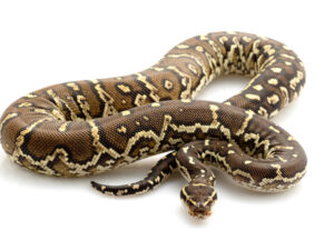 Angolan Python for Sale
