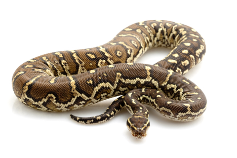 Angolan Python for Sale
