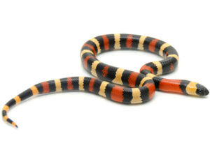 Apricot Pueblan Milk Snake for Sale