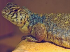 Arabian Blue (Philbyi) Uromastyx for Sale