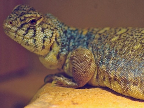 Arabian Blue (Philbyi) Uromastyx for Sale