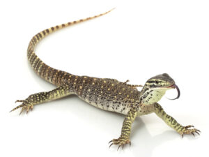 Argus Monitor For Sale