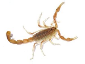 Arizona Bark Scorpion For Sale