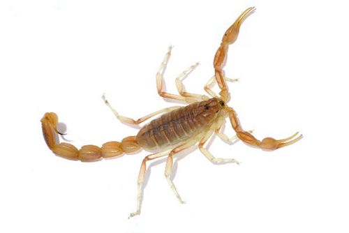 Arizona Bark Scorpion For Sale
