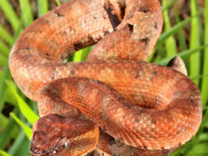 Ashy Pit Viper For Sale