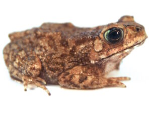 Asian Spiny Toad For Sale