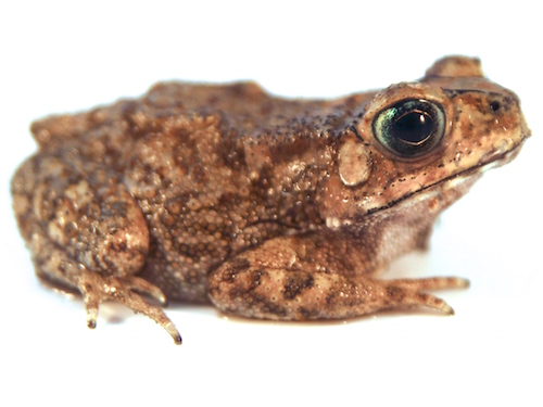 Asian Spiny Toad For Sale