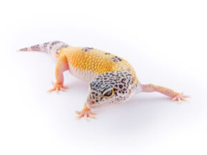 Leopard Gecko morphs for sale