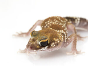 Australian Barking Gecko for Sale