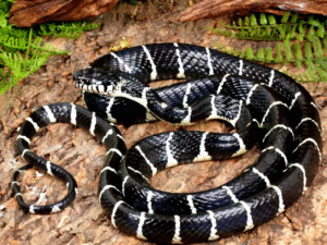 Axanthic Mangrove Snake For Sale