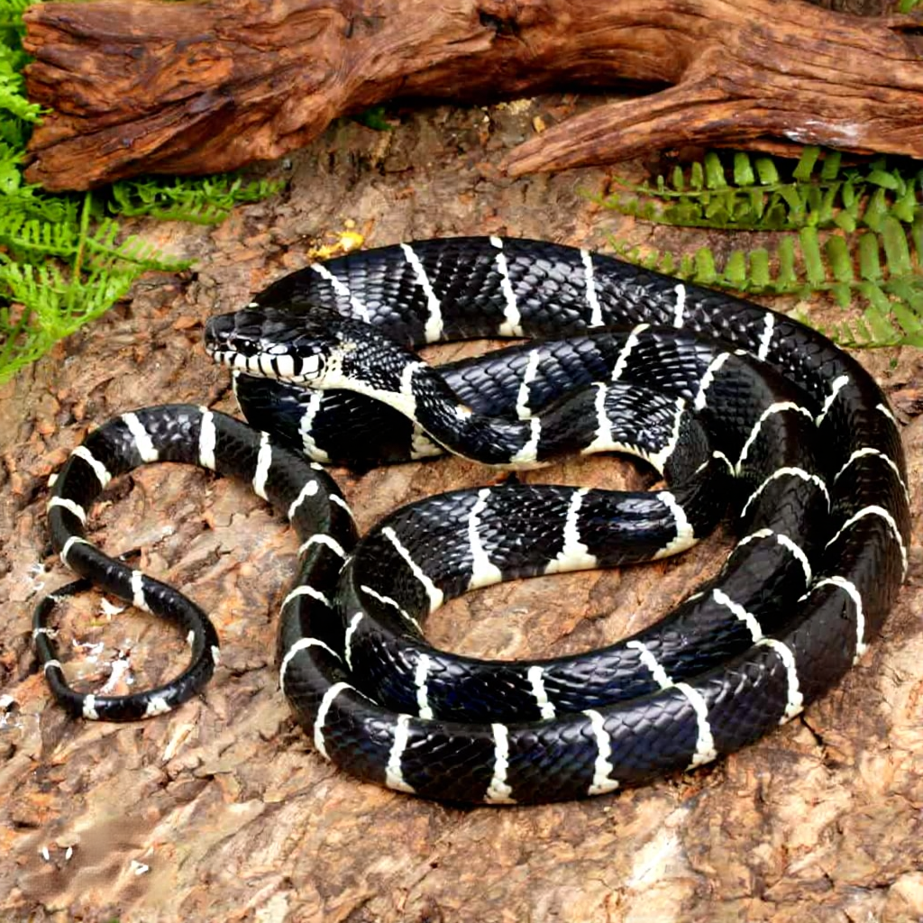 Axanthic Mangrove Snake For Sale