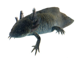 Axolotl for sale