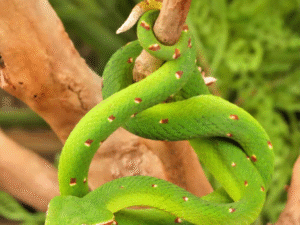 Northern Philippine Temple Pit Viper For Sale