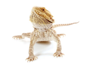 Bearded Dragon for sale