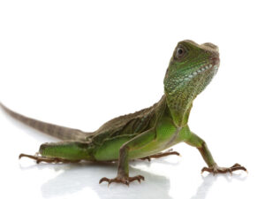 Baby Chinese Water Dragon For Sale