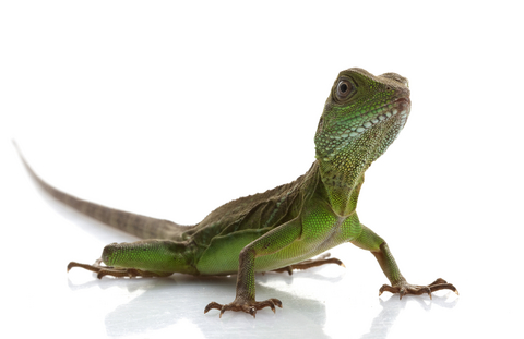Baby Chinese Water Dragon For Sale