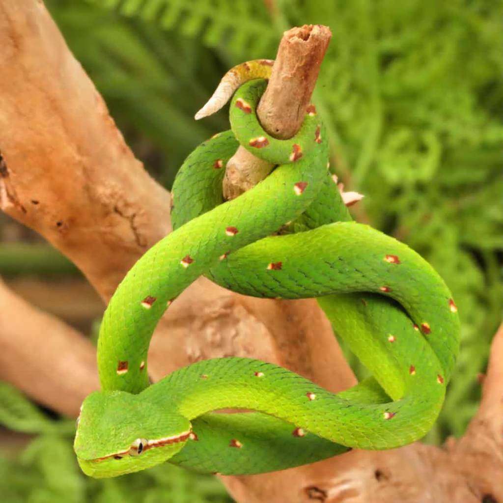 Northern Philippine Temple Pit Viper For Sale