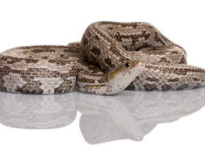 Baird's Rat Snake For Sale