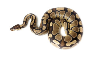 Buy ball python for sale