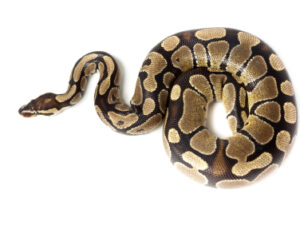 Buy ball python for sale