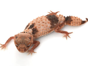 Banded Knob Tailed Gecko for Sale