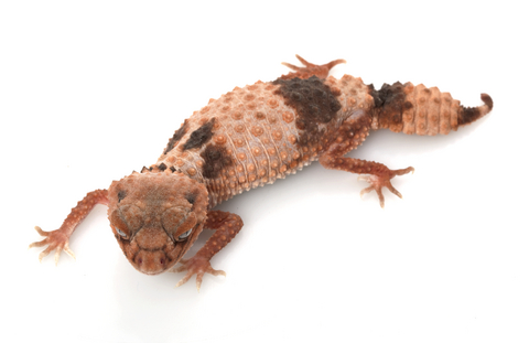 Banded Knob Tailed Gecko for Sale