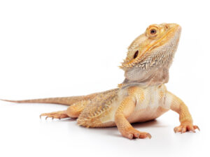adult bearded dragon for sale