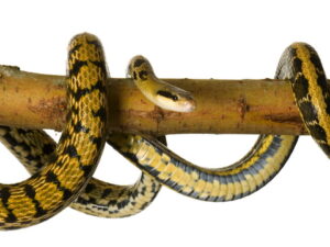 Beauty Rat Snake for Sale