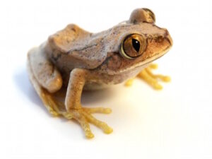 Big Eye Tree Frog for Sale