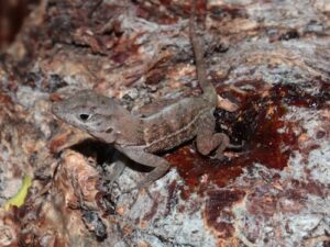 Big Head Anole For Sale