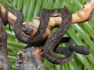 Purple Spotted Pit Viper For Sale