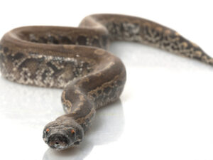 Black Blood Python For Sale