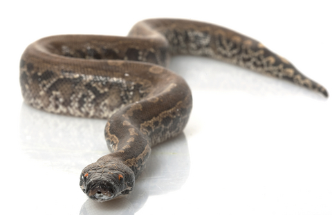 Black Blood Python For Sale