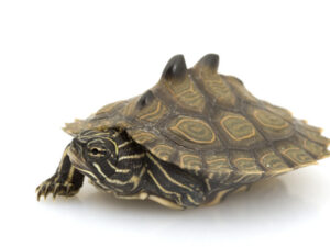 Black Knobbed Map Turtle For Sale