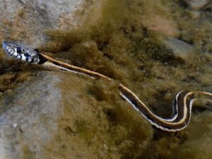 Black Necked Garter Snake For Sale