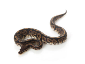 Black Pastel Ball Python For Sale