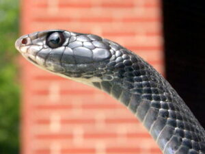 Black Racer Snake for Sale