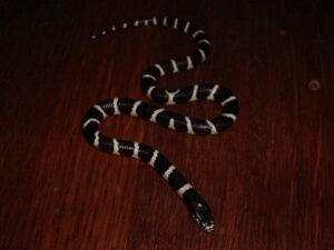 Black and White California King Snake for Sale