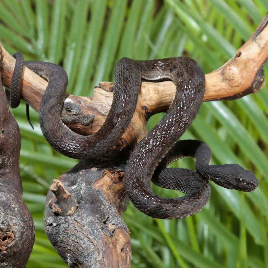 Purple Spotted Pit Viper For Sale