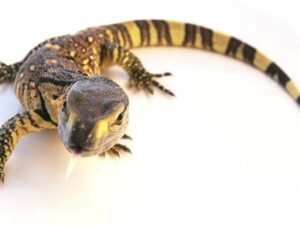 Black Throat Monitor For Sale