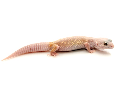 Blazing Blizzard Leopard Gecko
