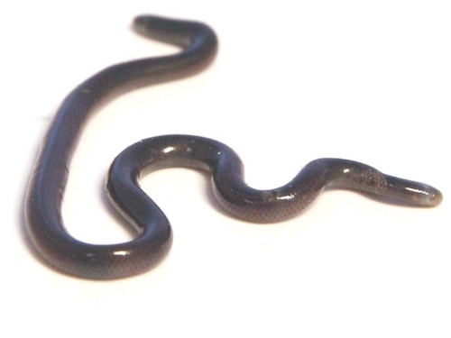 Blind Snake for Sale