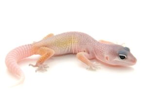Blizzard Leopard Gecko For Sale