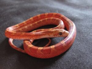 Blood Red Corn Snake for Sale