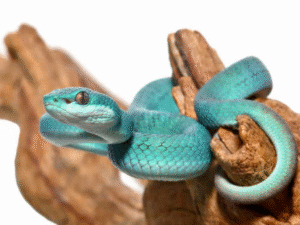 Blue Komodo Island Pit Viper For Sale