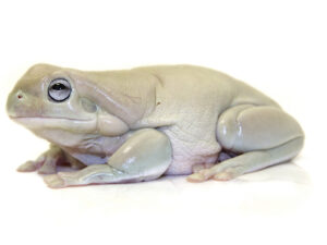 Blue Eyed Whites Tree Frog For Sale