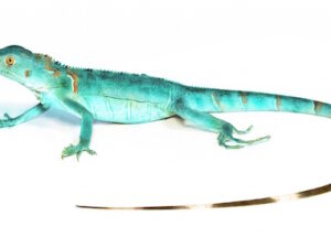 Blue Axanthic Iguana For Sale